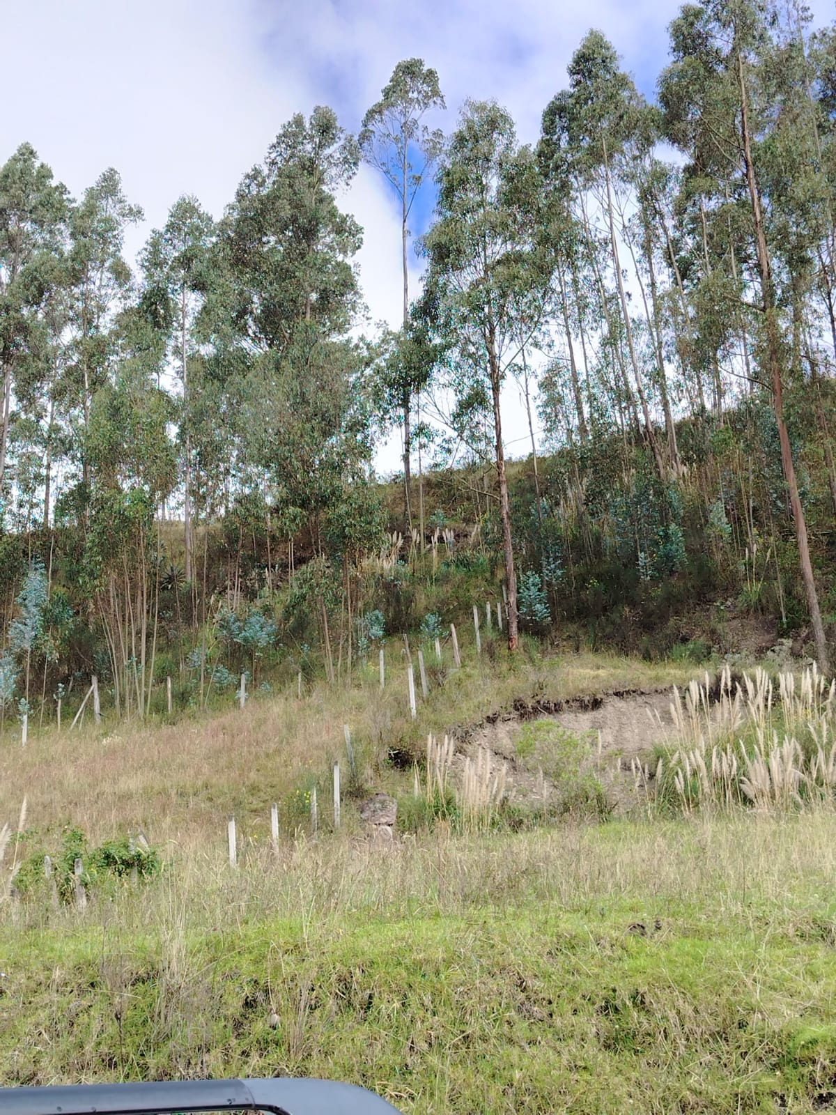Vegetación